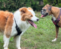 CHIBA K9 HOUSE