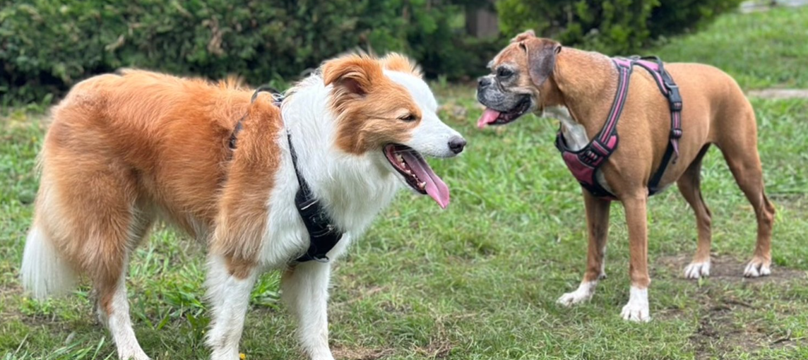 CHIBA K9 HOUSE